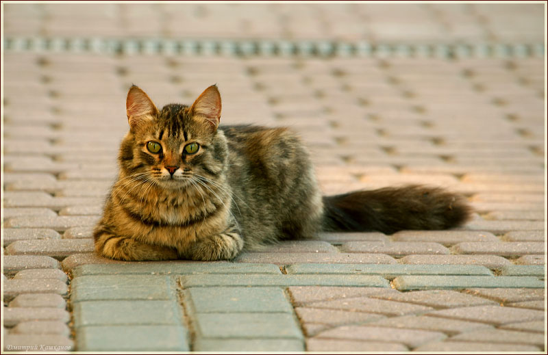 Фотография кошки на улице. Кошка на асфальте. Внимательный кот
