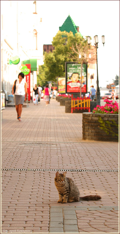 Кот на улице Большая покровка. Фото Нижнего Новгорода. Городской пейзаж