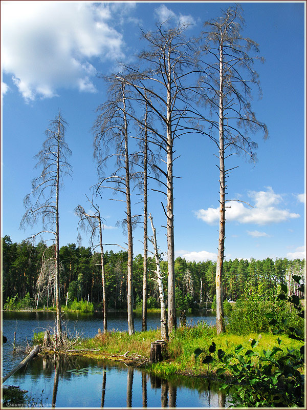 Сухие деревья на берегу лесного озера. Самые красивые фото лета 2011