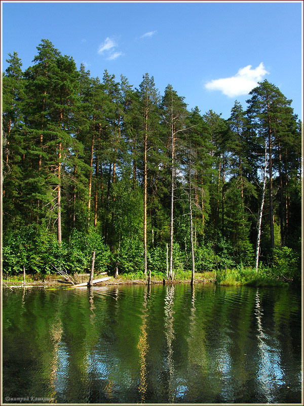 Тихое лесное озеро. Самые красивые фото лета 2011