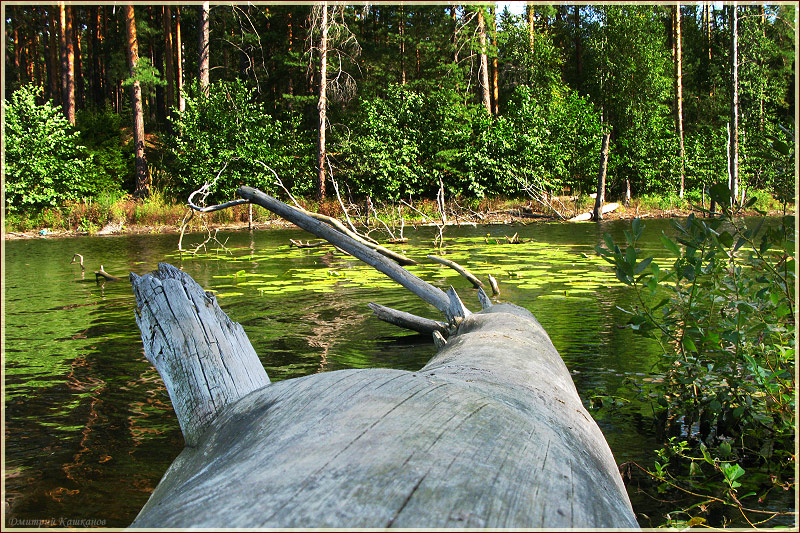 Сухое дерево упало в лесное озеро. Самые красивые фото лета 2011