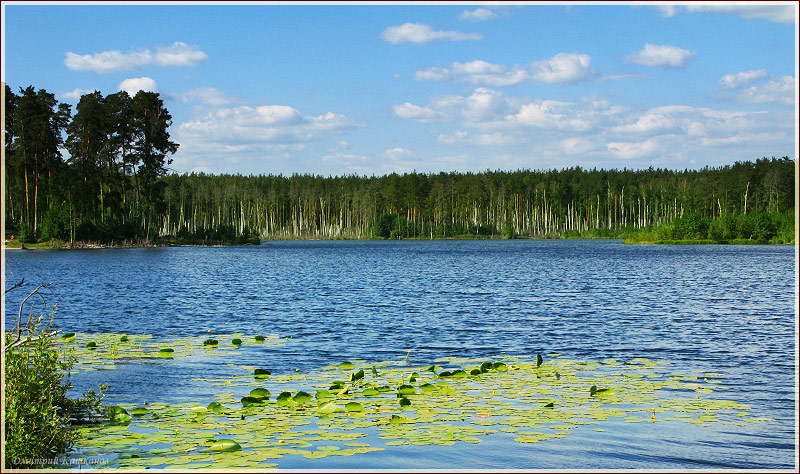 Лесное озеро. Свято озеро. Самые красивые фото лета 2011