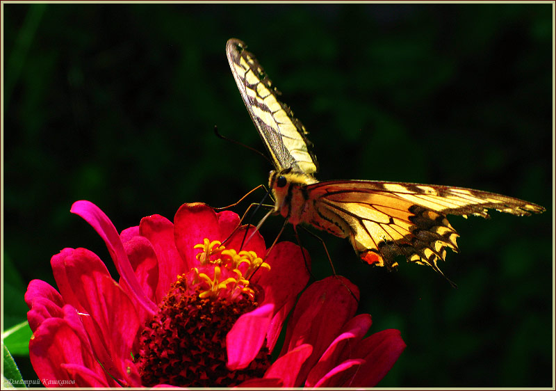 Фото бабочки. Красивая бабочка на цветке. Крылья Махаона. Фотографии насекомых