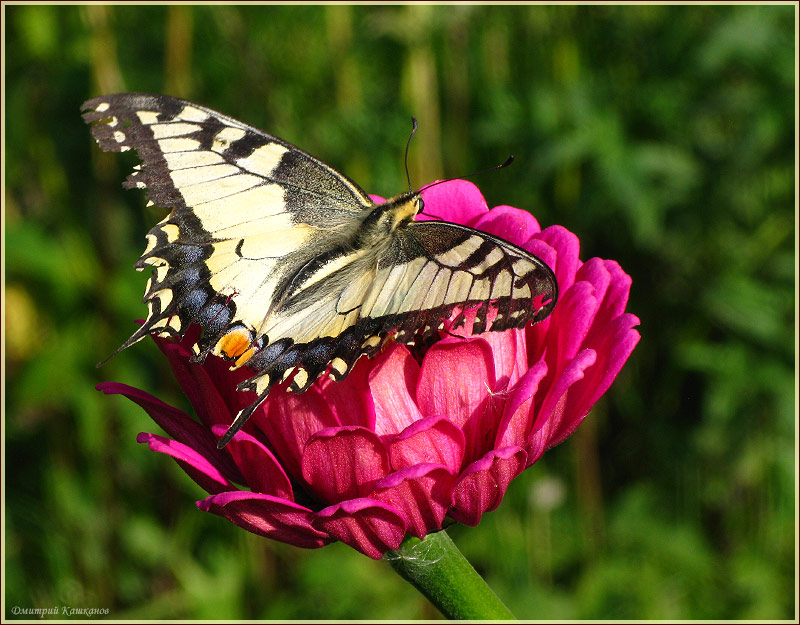 Фото бабочки. Махаон на цветке. Красивые бабочки. Фотографии насекомых