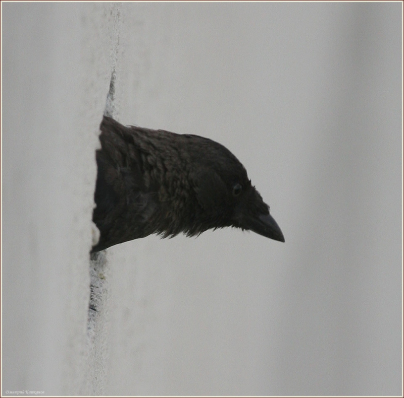 Галка, смотрящая из щели в стене. Фотографии птиц.