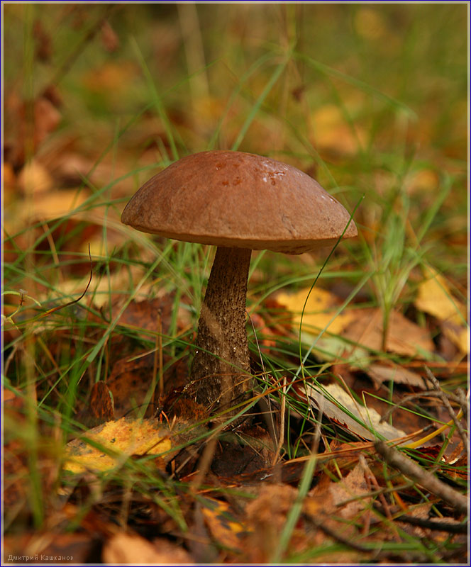 Так выглядит гриб Подберезовик. Фото съедобных грибов.Красивые осенние фото