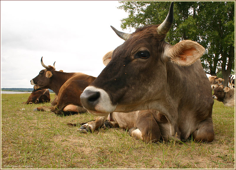 Фото коровы. Коровы отдыхают на лугу. Летнее пастбище