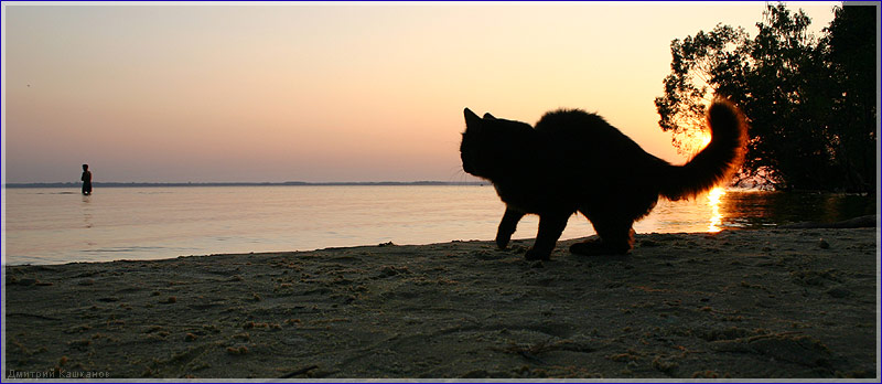 Кот на берегу. Кот на пляже. Кот ждет хозяина. Кот волнуется за хозяина