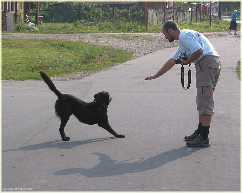 Как фотографировать собак. Черная собака тянется. Собака фотографируется