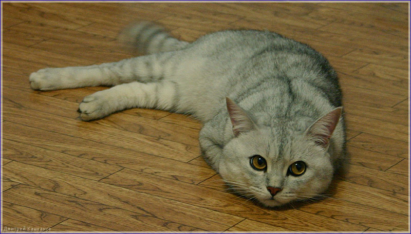Грустный кот фото. Кот лежит на полу. Задумчивый кот. Серый кот фото