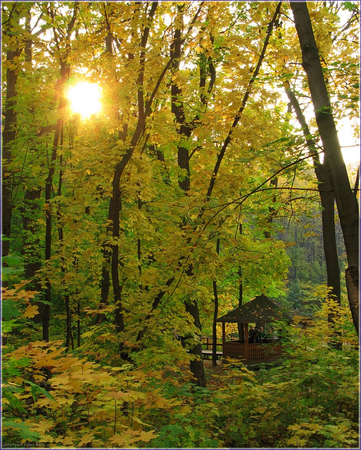 Осенняя беседка. Солнечные лучи в желтых листьях. Красивые фото осенней природы