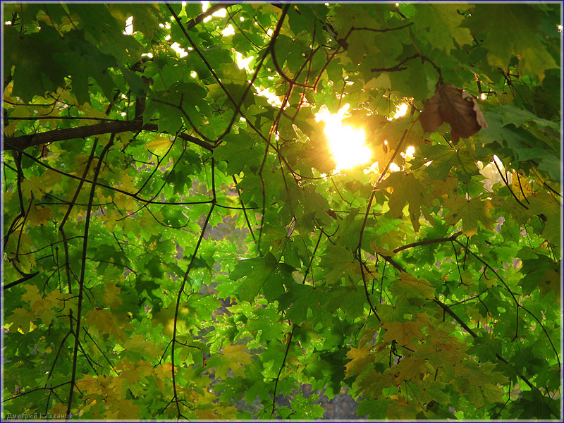 Солнце сквозь листья. Солнечный свет. Фото. Красивые фото осенней природы