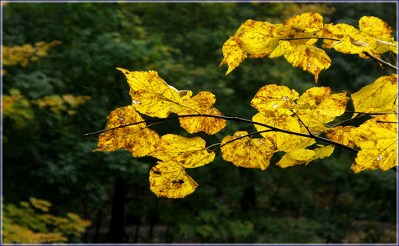 Желтые листья фото. Почему листья желтеют. Красивые фото осенней природы