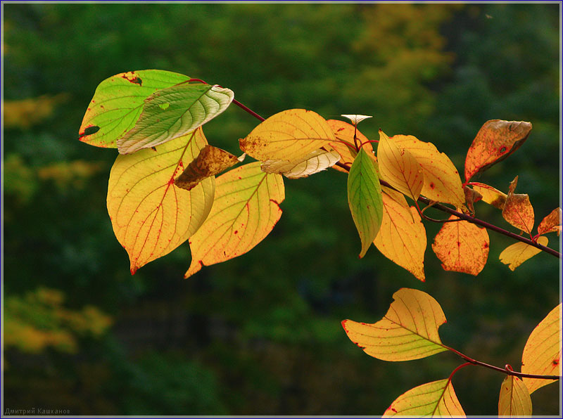 Цвета осенних листьев. Картина Осенние листья. Красивые фото осенней природы