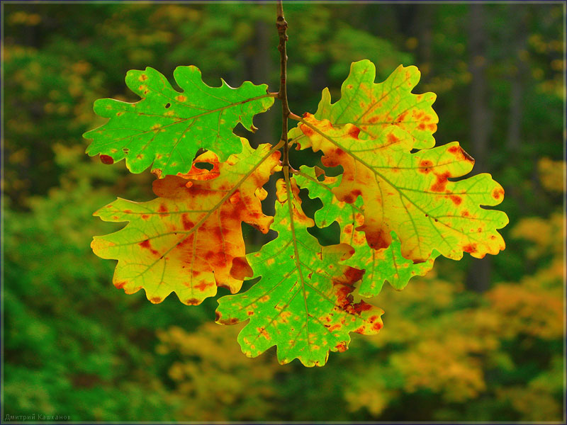 Картинка Дубовый лист. Фото дубовых листьей. Красивые фото осенней природы