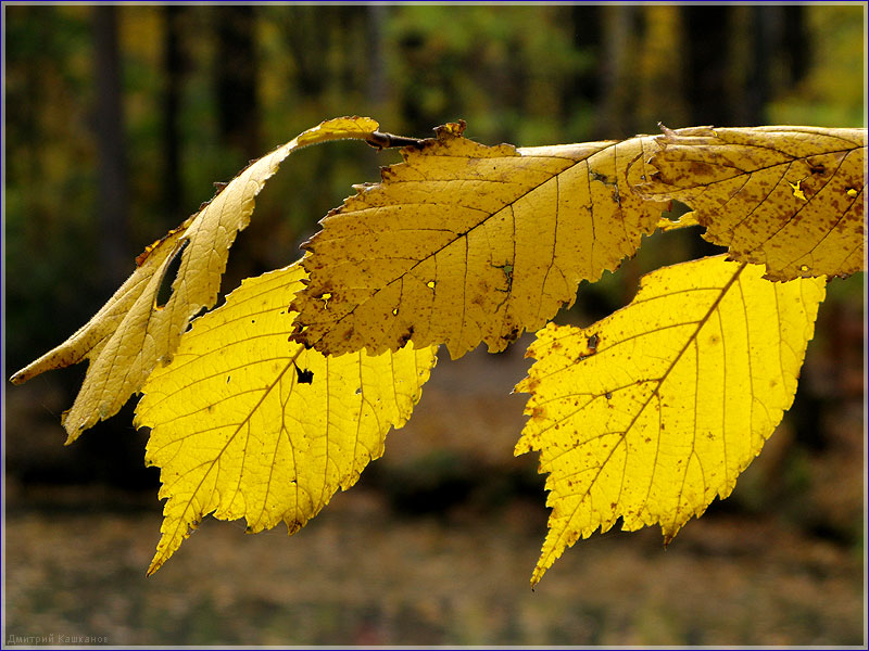 Желтые осеннеи листья скоро облетят. Фото осенних листьев