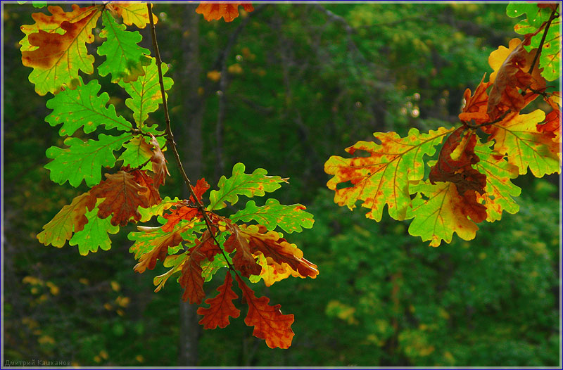 Разноцветные листья дуба. Красивые осенние листья. Фото осенних листьев