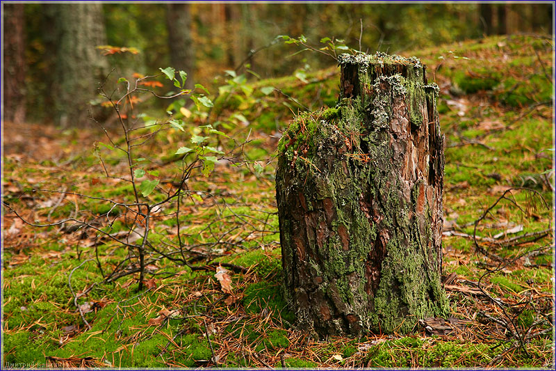 Трухлявый пень фото. Фотографии леса. Осенний лес. Пенек в лесу