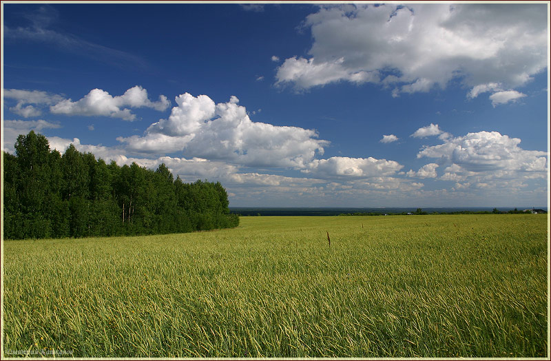Фото пшеничного поля. Фото полей. Красивые фото лета