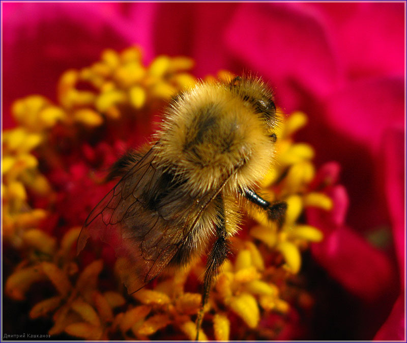 Макросъемка. Пчела на цветке собирает нектар