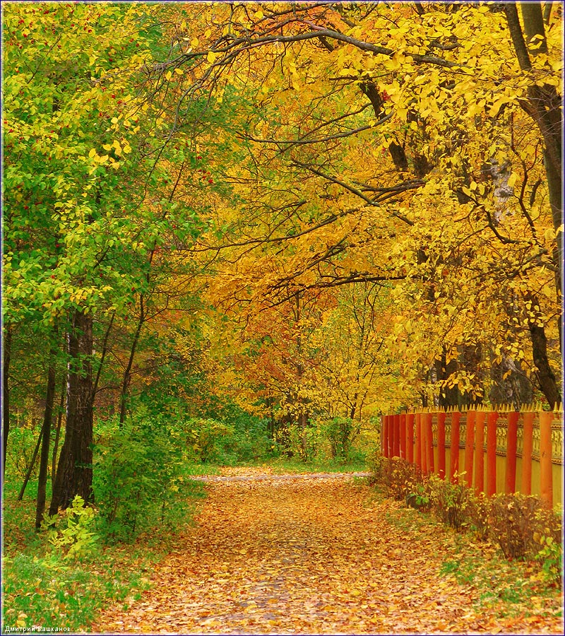 Ковер из желтых осенних листьев. Осенние фото