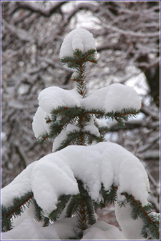 Макушка елки под снегом. Зимний парк фото