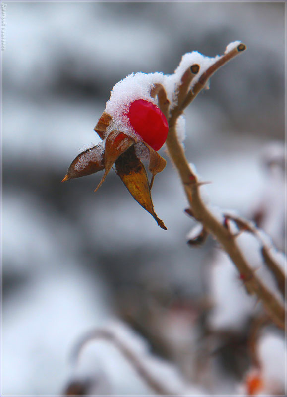 Кустарник с красными ягодами под снегом. Зимний парк фото