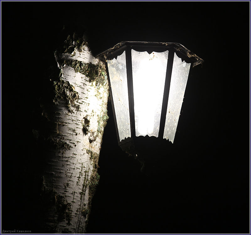 Ночная фотография с березой и фонарем