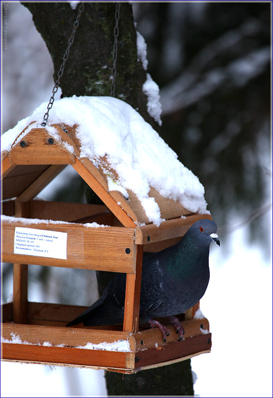 Кормушка для птиц в зимнем парке. Голубь. Зимние фото